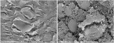 TiO2 NPs/h-BN: Preparation and catalytic activities of a novel AP catalyst